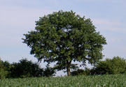 Landschaft in Schleswig-Holstein, Foto: BUND-SH